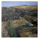 Search for tide pool tiles Beach