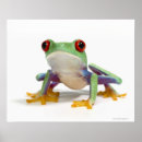 Search for frog posters Humour