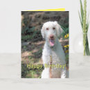 Search for poodle birthday cards Cute