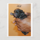 Search for corso postcards Pet