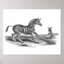 Search for vintage zebra posters Horse