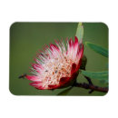 Search for bee image magnets Animal