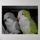 Search for colourful parrot posters Animal