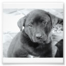 Search for satin art Black