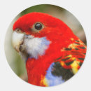 Search for rosella stickers Colourful