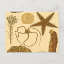 Search for vintage fish postcards Sea