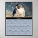 Search for peregrination Birds of prey