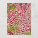 Search for prairie postcards National park