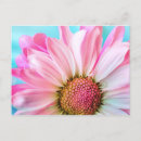 Search for pink daisy postcards Botanical