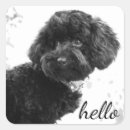 Search for poodle puppy stickers Dogs
