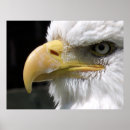 Search for birds of prey posters Eagle