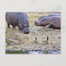 Search for hippo postcards Wild animals