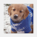 Search for retrievers magnets Puppy