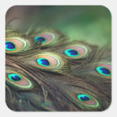 Search for blue peacock stickers Exotic