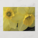 Search for caching postcards Blossom