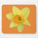 Search for daffodils mousepads Bloom