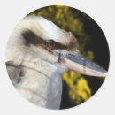Search for kookaburra stickers Bird