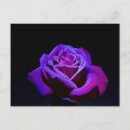 Search for rose background postcards Flower