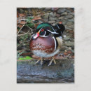 Search for wood ducks postcards Animals
