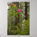 Search for tree lady posters California