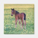 Search for colts magnets Foal
