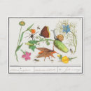 Search for vintage botanical postcards Flower