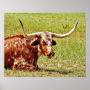 Search for longhorns art Cow