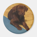 Search for lab” magnets Animal