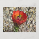 Search for cupped postcards Bloom
