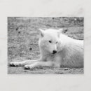 Search for white wolf postcards Nature