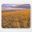 Search for barley electronics Wheat