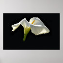 Search for calla lily art Easter