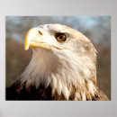 Search for american eagle posters Nature