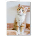 Search for adoptions photography Kitten