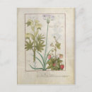 Search for medicinal plants postcards Robinet