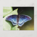 Search for purple blue butterfly postcards Insect