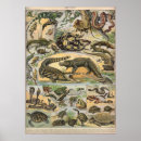 Search for reptile posters History