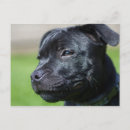 Search for bullterriers Animals
