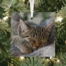 Search for domestic shorthair cat christmas tree decorations Pet