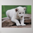 Search for white lion art Lions