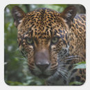 Search for jaguar print stickers Wildlife