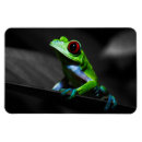 Search for toad photo photography Amphibians