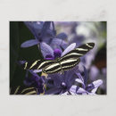 Search for insect postcards Postcrossing