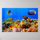 Search for diving art Aquarium