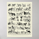 Search for vintage veterinary posters Horse