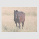 Search for wild mustang Animals