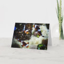 Search for fishes cards Photography