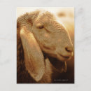 Search for side view postcards Square