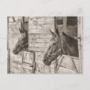 Search for stable postcards Stallion