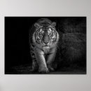 Search for black power posters Wildlife